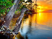 crab tree