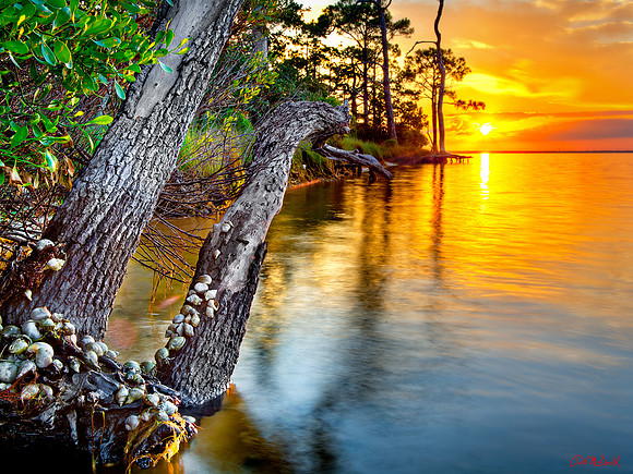 crab tree