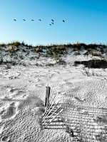 Pelicans over the dunes