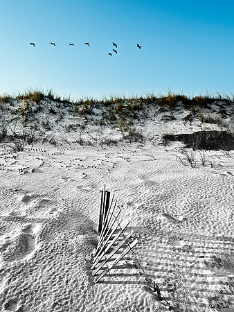 Pelicans over the dunes