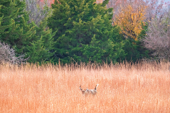 DSCF1537_1