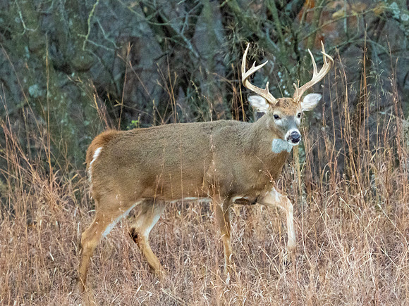 DSC_1298