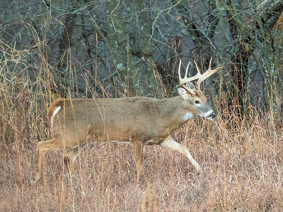 DSC_1296