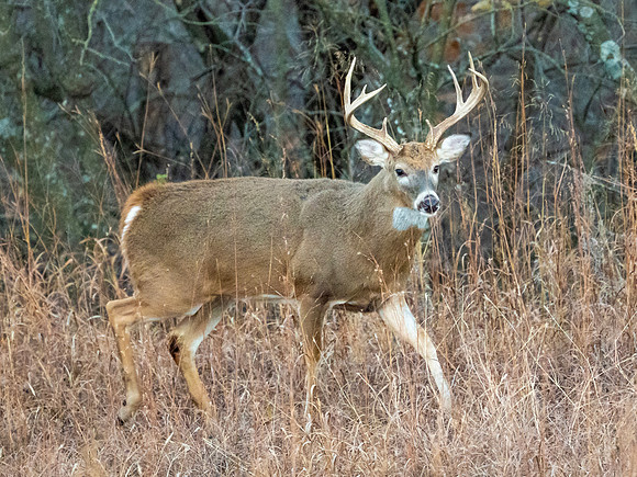 DSC_1299