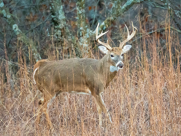 DSC_1311