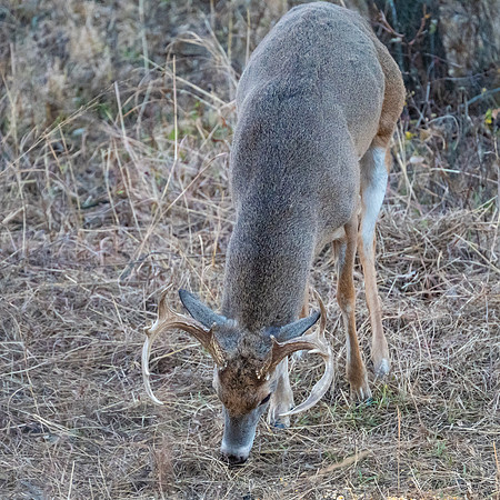 DSC_1339