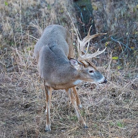 DSC_1341