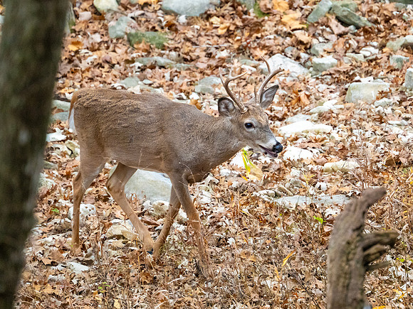 DSC_1517