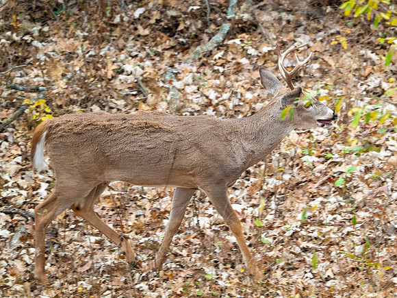 DSC_1524