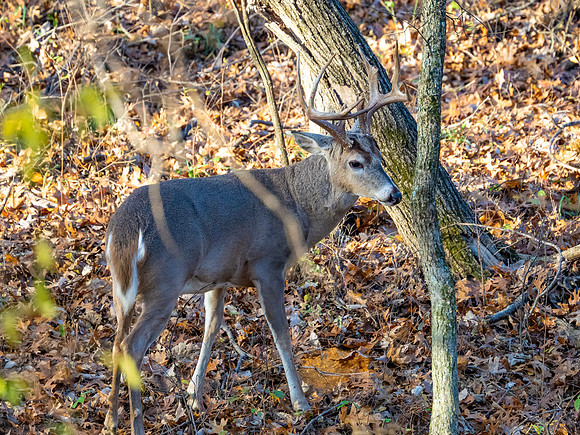 DSC_1935
