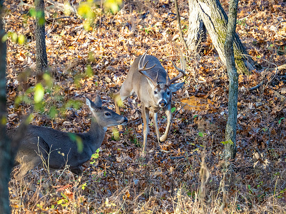 DSC_1961_1