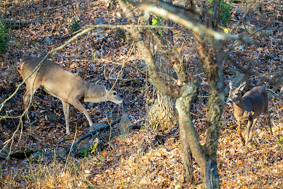 DSC_2040