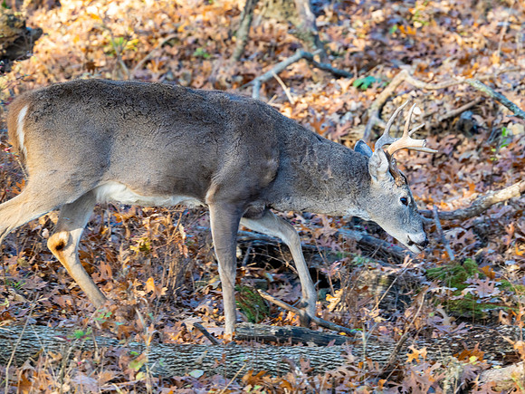DSC_2074