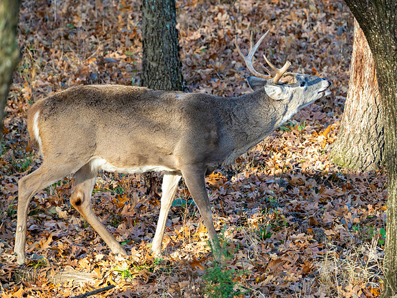 DSC_2095_1