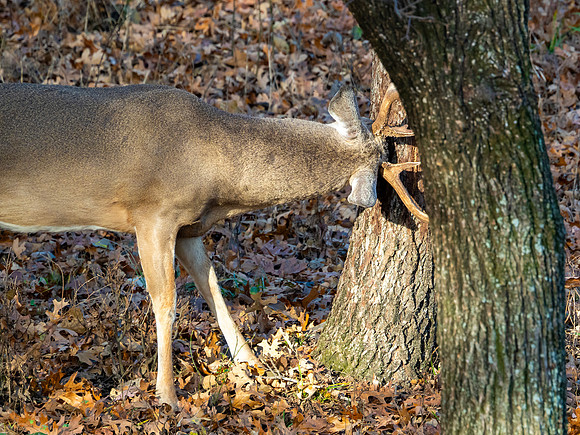 DSC_2109