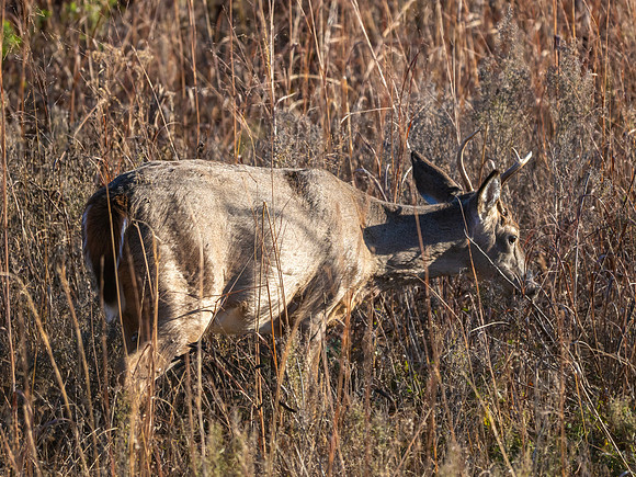 DSC_3560