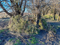 IMG_4251