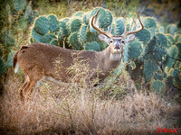 South Texas Deer Hunting Cotulla 2013