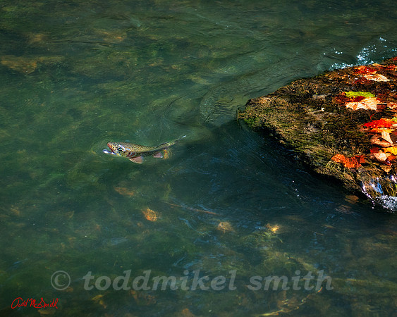 trout rising