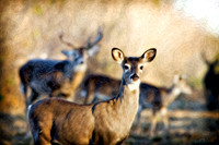 Buck and doe in oil