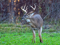 2024 The Grove Deer