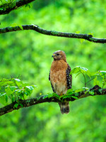 DSCF0510