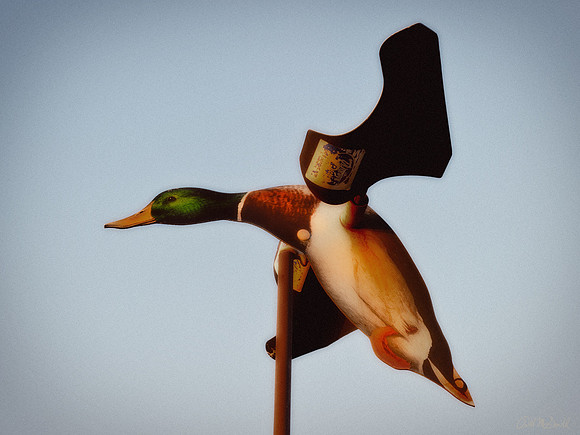 Duck weather vane