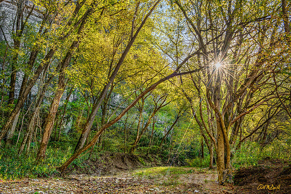 Buffalo Creek bed
