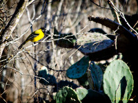 Black and yellow oriole