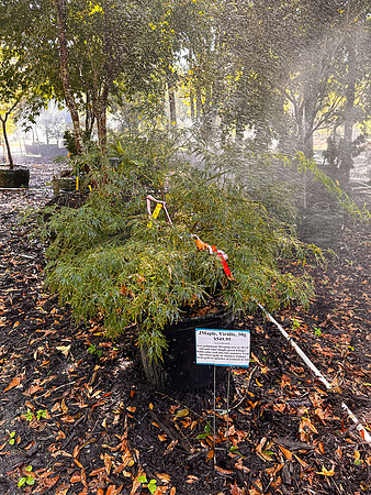 IMG_8379