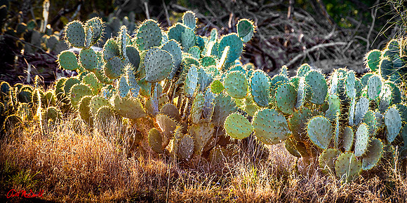 Prickley Pear in the Flat