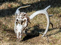 11-2023 Kansas Deer Hunting
