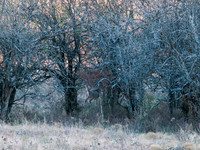 DSCF0607