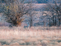 DSCF0621