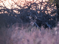 DSCF0638