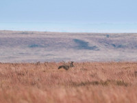 DSCF0660