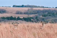DSCF0664