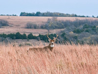 DSCF0665