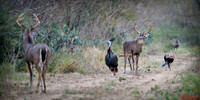 South Texas Trifecta