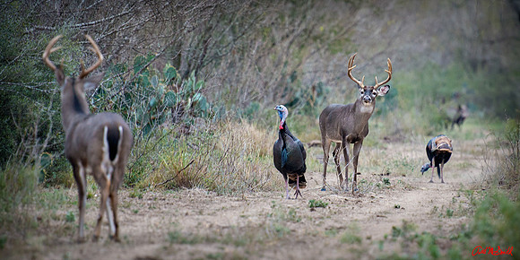 South Texas Trifecta