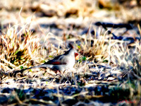 Mexican Cardinal