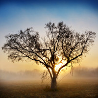 Morning fog with mesquite and cacti in South Texas