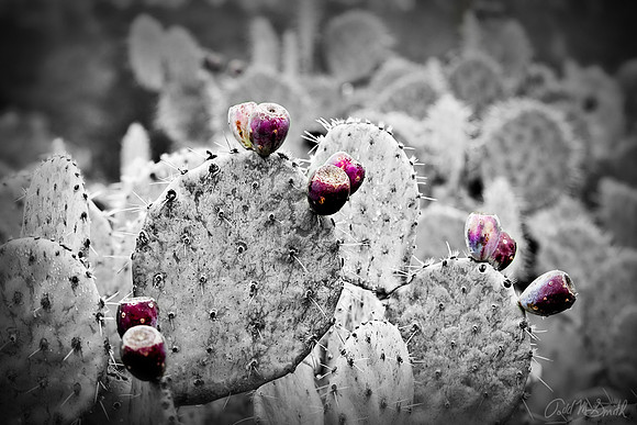 Prickley Pear fruit .jpg