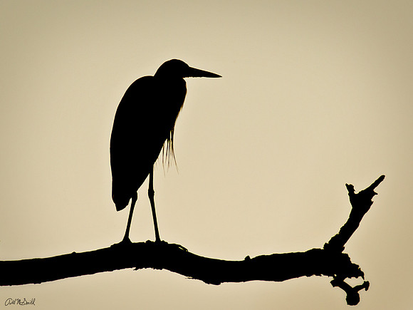 Heron Silhouette