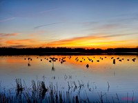 Duck Hunting Browns