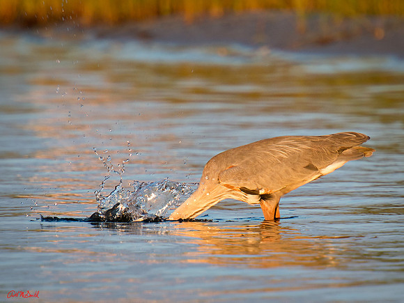 Hunting Heron 1