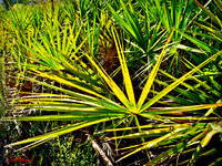 Palmeto plant