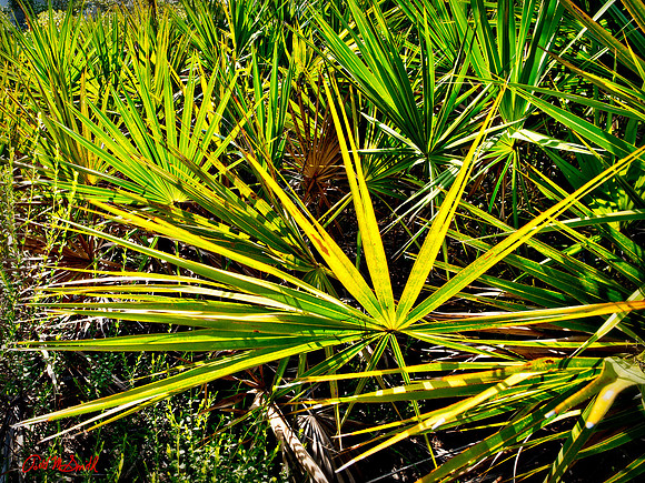 Palmeto plant