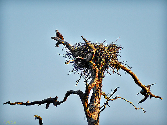 Osprey nest