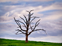 Ponca tree sil